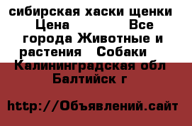 сибирская хаски щенки › Цена ­ 10 000 - Все города Животные и растения » Собаки   . Калининградская обл.,Балтийск г.
